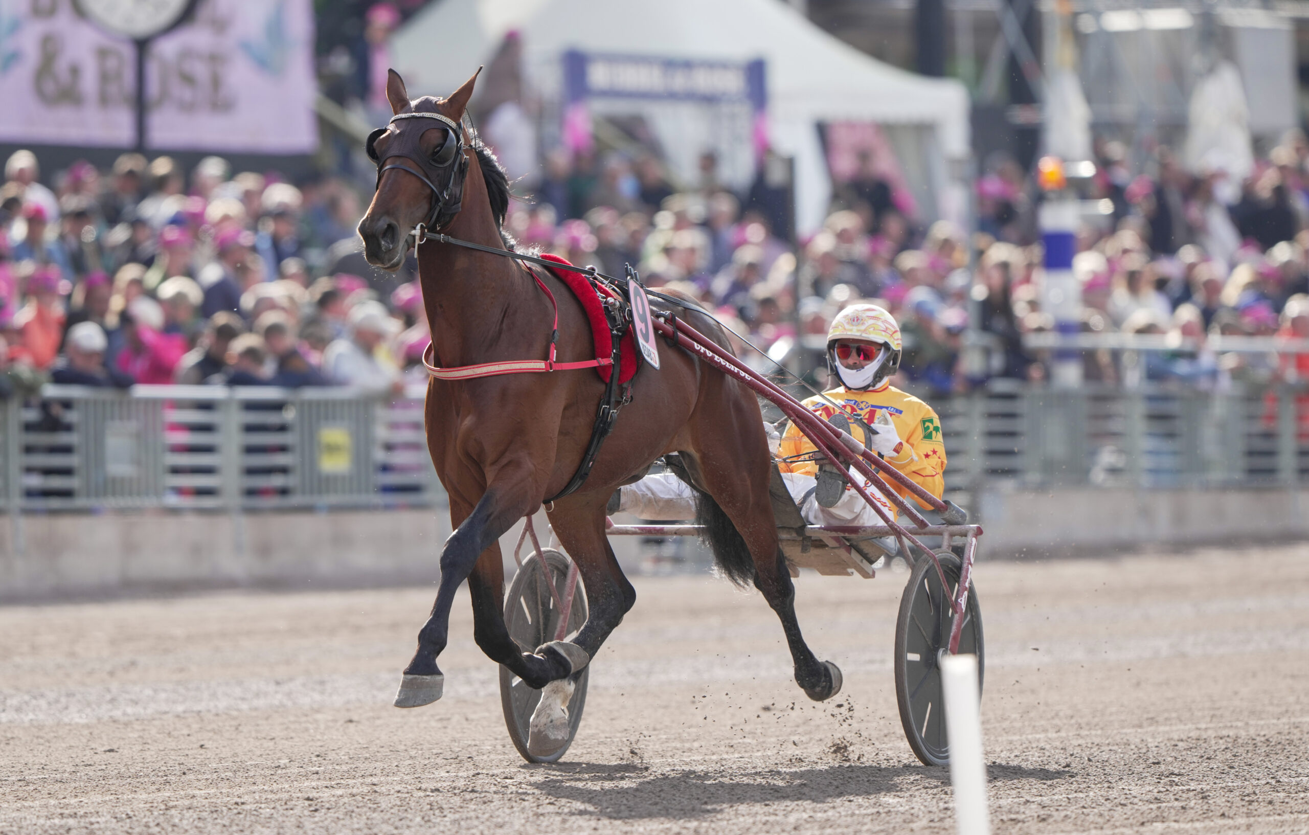 Bild “Inför V75® (dubbeljackpot): ”Denver Gio är ännu bättre än i Elitloppet””