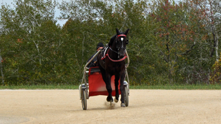 Kanadensiske stjärnan Logan Park är klar för Elitloppet