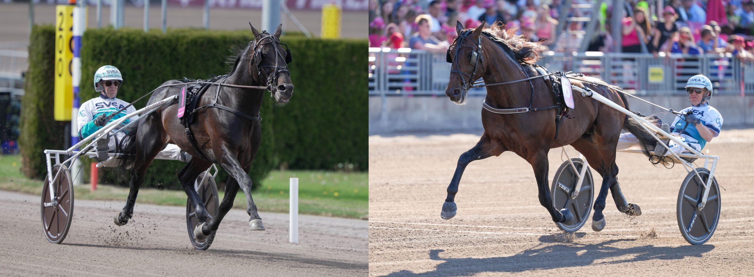 Redén inför Elitloppet (V75®): ”Jag är nöjd i magen”
