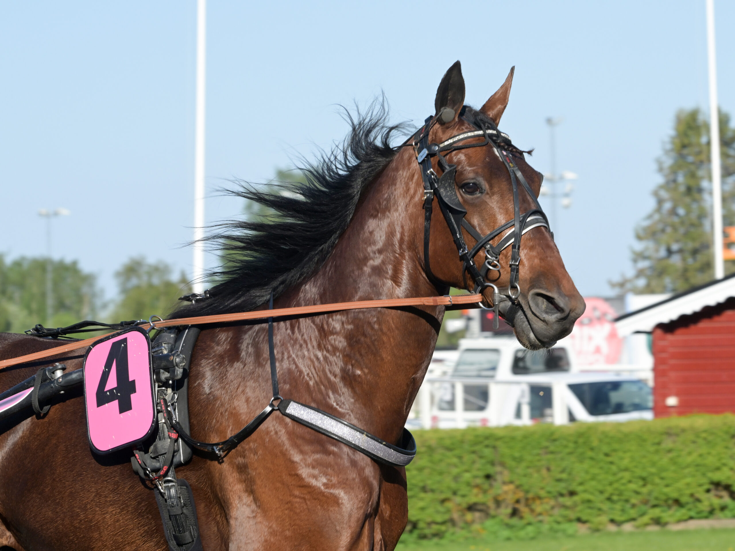 Inför V86®: Utmanar om elitloppsbiljetten