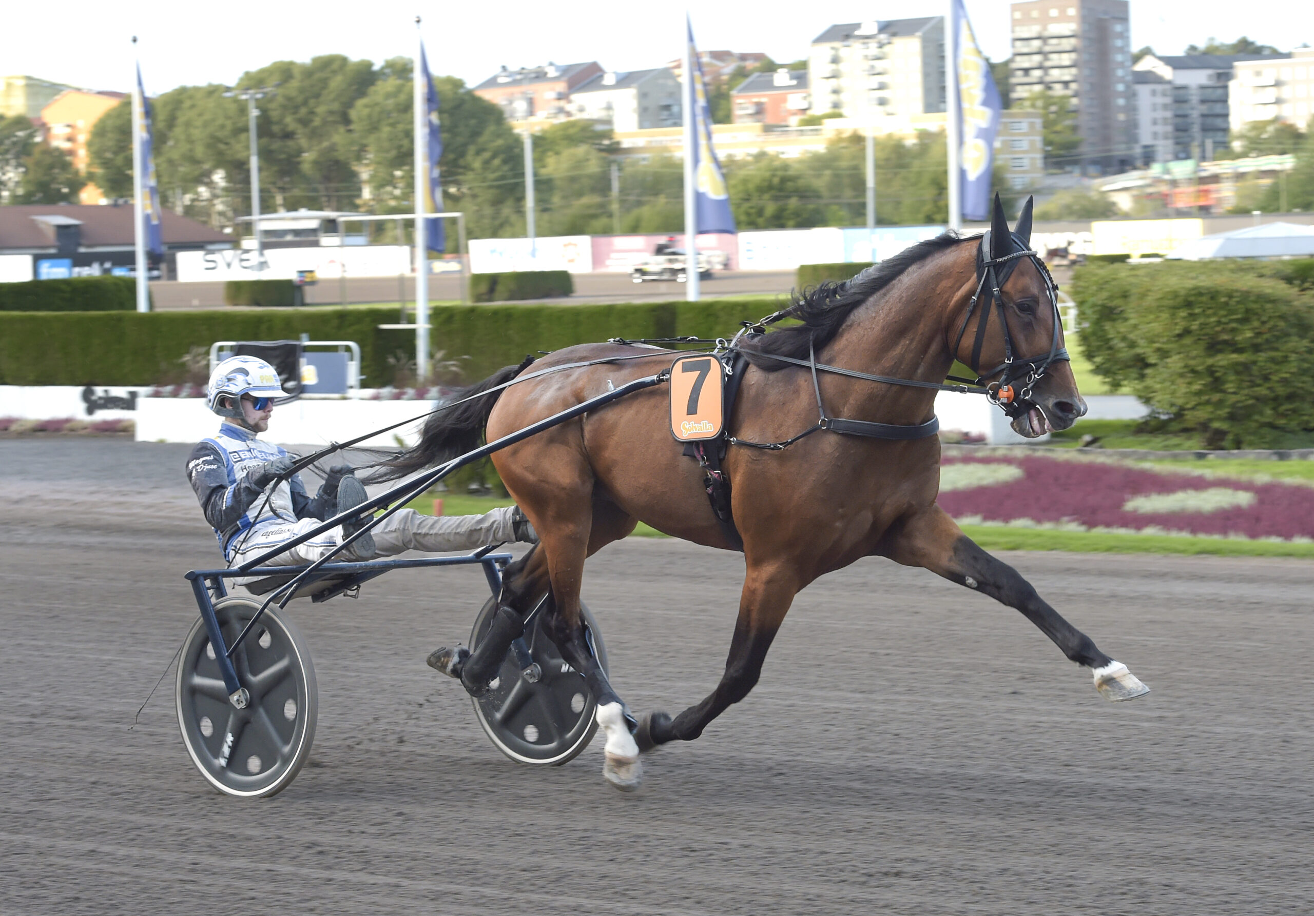 Inför V75® (onsdag): Toppsport på Solvalla