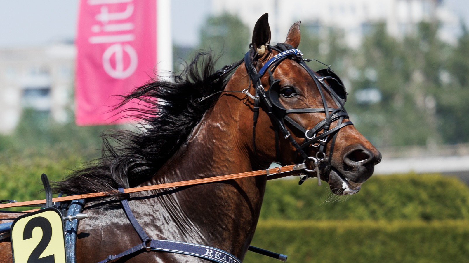 Bild “Readly Lavec en vinnare i Frankrike”