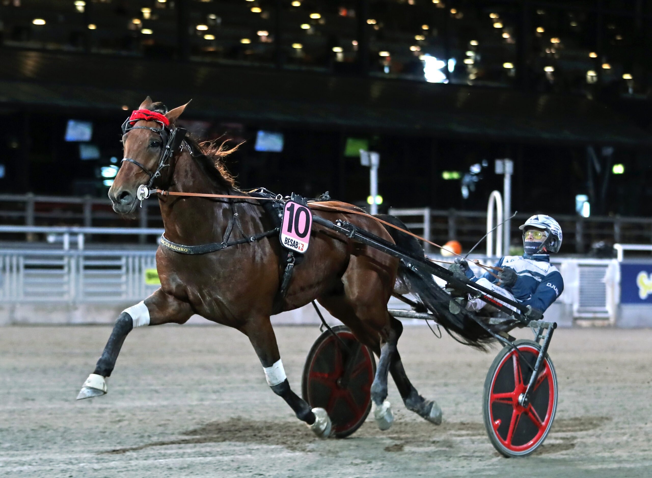 Inför V75® (lördag): Heta chanser för Gocciadoro