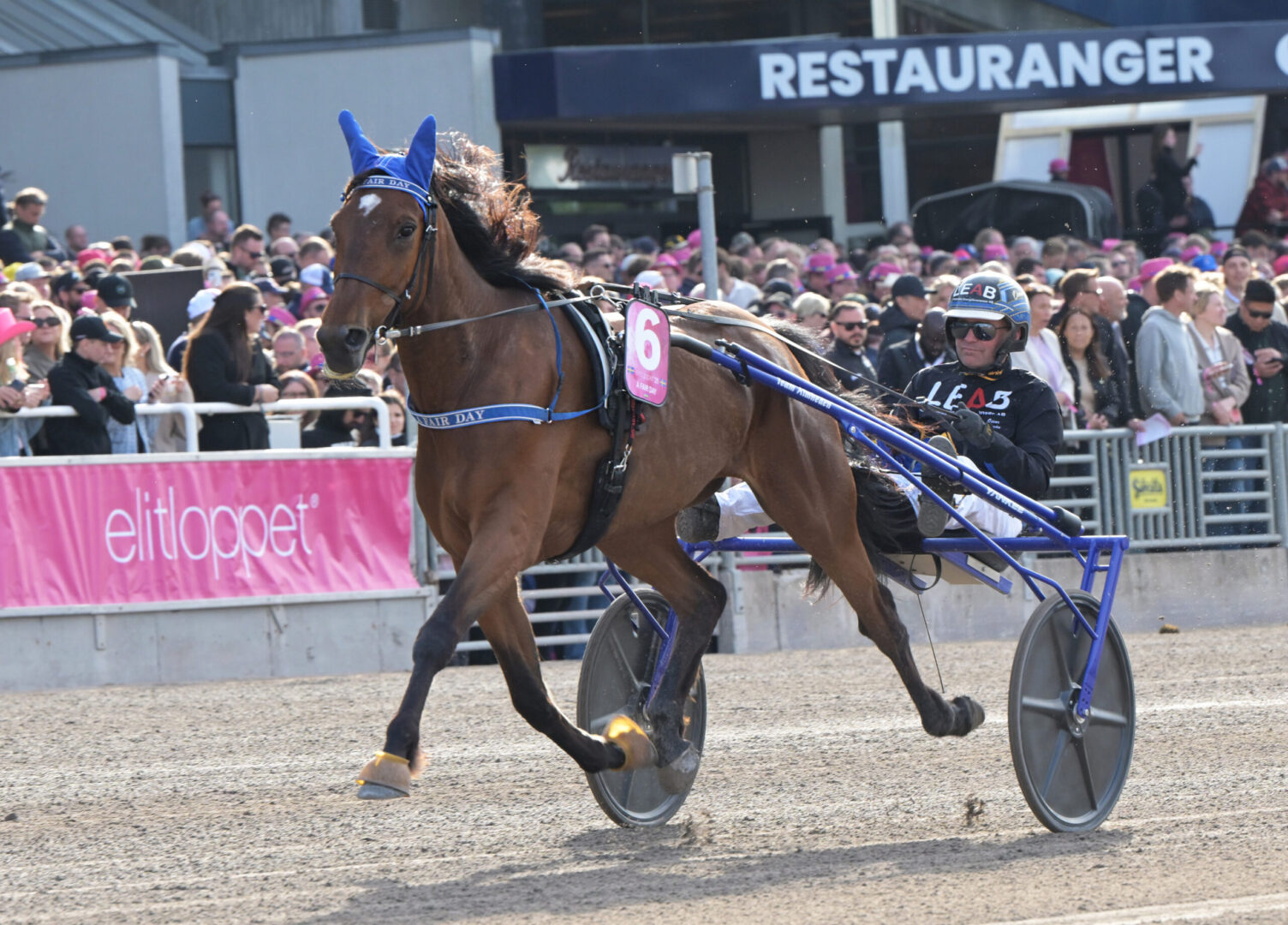 Inför V85®: Elitloppsgenrep i Tingsryd